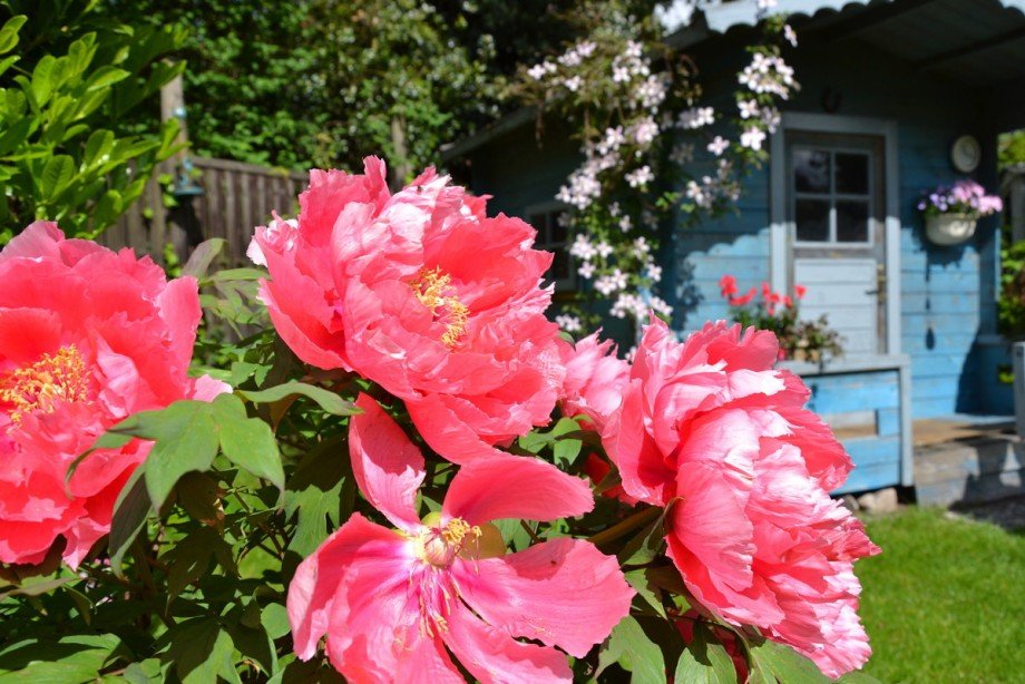 Sommertraum Haus Diepholz